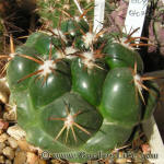 Coryphantha bumamma