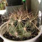 Coryphantha delaetiana