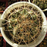 Coryphantha delaetiana