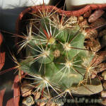 Coryphantha ramillosa SB908