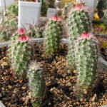 Echinocereus bristolii pseudopectinatus SB463