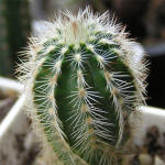 Echinocereus chloranthus