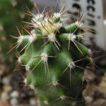 Echinocereus coccineus v. gurneyi BW 54