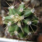 Echinocereus coccineus v. gurneyi BW 54