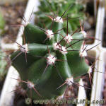 Echinocereus coccineus v. gurneyi BW 54