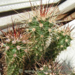 Echinocereus coccineus v. rosei BW63