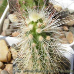 Echinocereus longisetus