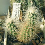 Echinocereus longisetus