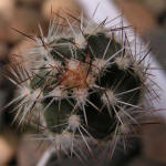 Echinocereus palmeri SB184