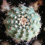 Echinocereus pulchellus