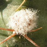 Echinocereus pulchellus