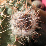 Echinocereus pulchellus