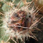 Echinocereus pulchellus