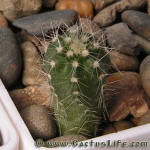 Echinocereus pulchellus ssp. venustus