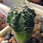 Echinocereus pulchellus ssp. venustus