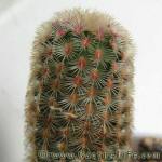 Echinocereus pectinatus var. rigidissimus SB241