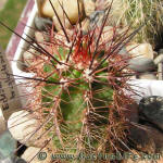 Echinocereus triglochidiatus