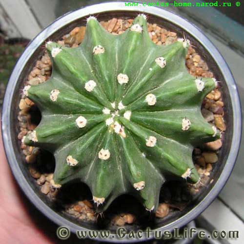 Echinopsis Subdenudatum