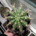 Echinopsis Tubiflora