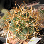 Ferocactus chrysacanthus L010