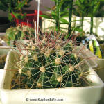 Ferocactus hamatacanthus SB393