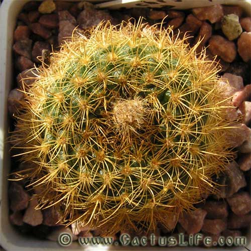 Frailea pumila