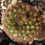 Frailea friedrichii