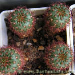 Frailea pumila