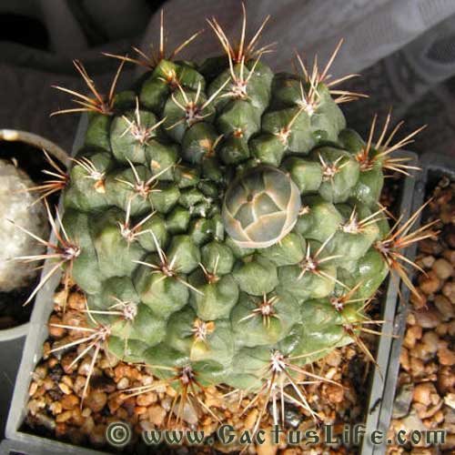 Gymnocalycium Baldianum