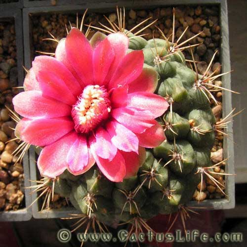 Gymnocalycium Baldianum