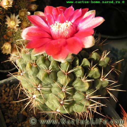 Gymnocalycium Baldianum