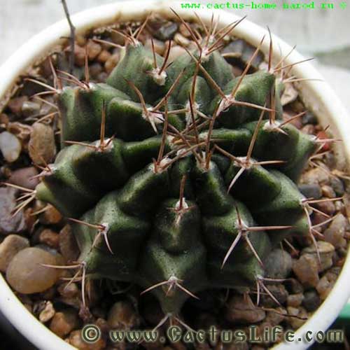 Gymnocalycium anisitsii