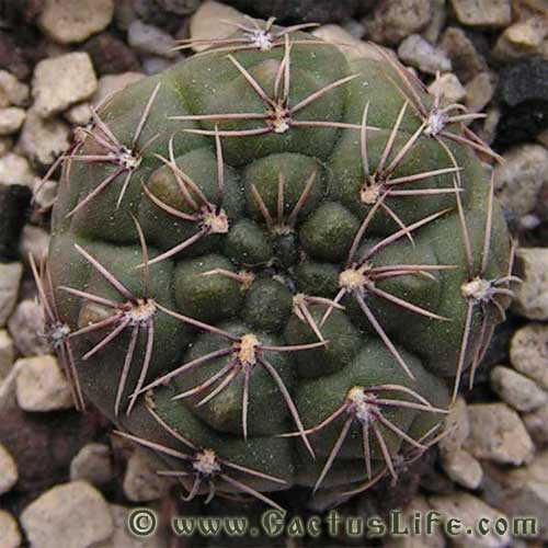Gymnocalycium Baldianum P127
