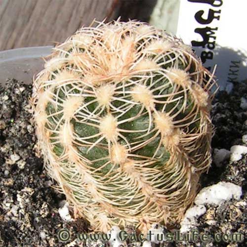 Gymnocalycium bruchii