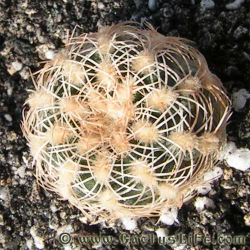 Gymnocalycium bruchii