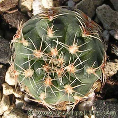 Gymnocalycium bruchii brigittae P214