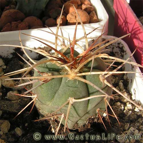 Gymnocalycium cardenasianum