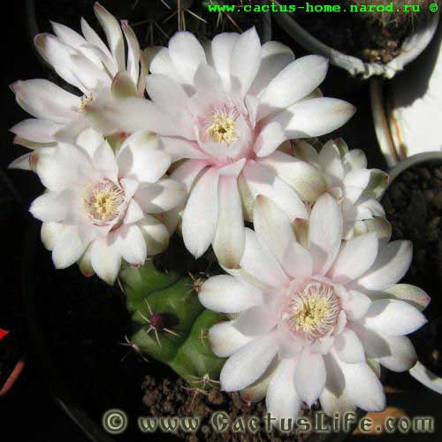 Gymnocalycium Anisitsii (damsii)