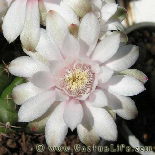 Gymnocalycium Anisitsii (damsii)