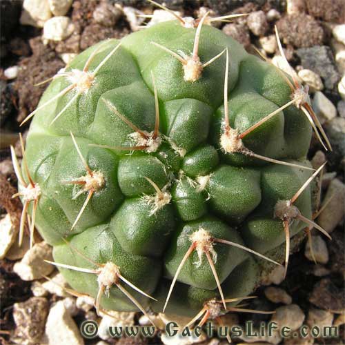 Gymnocalycium deeszianum