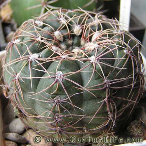 Gymnocalycium leeanum