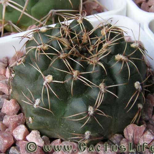 Gymnocalycium leptanthum