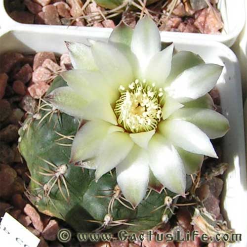 Gymnocalycium leptanthum