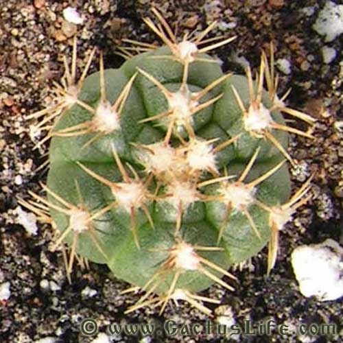 Gymnocalycium megalothelon