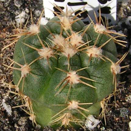 Gymnocalycium megalothelon