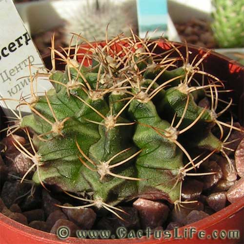 Gymnocalycium michanovichii