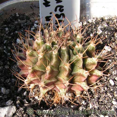 Gymnocalycium michanovichii var. rysanekianum