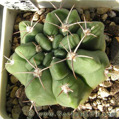 Gymnocalycium mostii var. kurtzianum