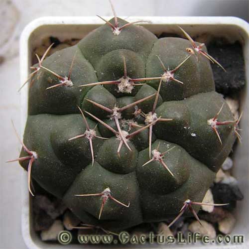 Gymnocalycium mucidum GN383-1281