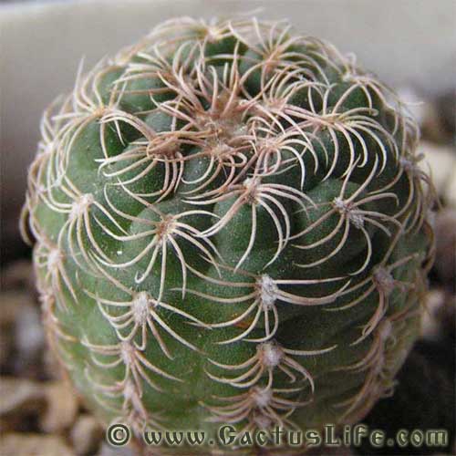 Gymnocalycium parvulum STO218-7